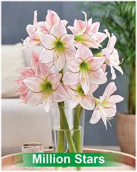 1000 Stars® amaryllis van Park Amaryllis — 1000 Stars amaryllis wit met rode stippen van Park Amaryllis — foto 4