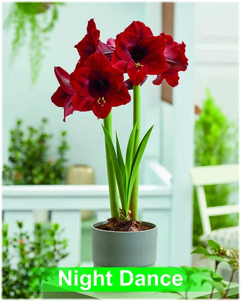 Night Dance® amaryllis van Park Amaryllis — Night Dance donker rode amaryllis van Park Amaryllis — foto 2
