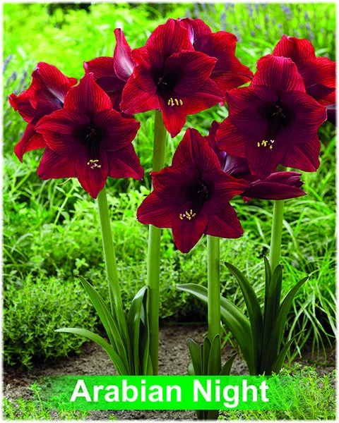 Night Dance® amaryllis van Park Amaryllis — Night Dance donker rode amaryllis van Park Amaryllis — foto 3