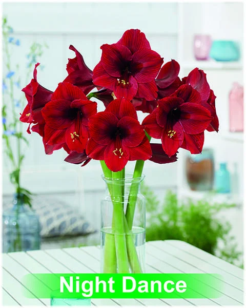 Night Dance® amaryllis van Park Amaryllis — Night Dance donker rode amaryllis van Park Amaryllis — foto 4