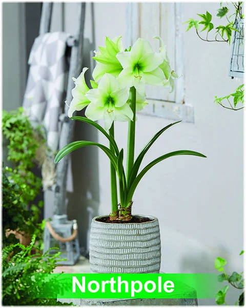 Northpole® amaryllis van Park Amaryllis — Park Amaryllis Northpole "The Amaryllis innovator" — foto 2