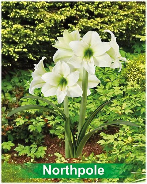 Northpole® amaryllis van Park Amaryllis — Park Amaryllis Northpole "The Amaryllis innovator" — foto 3