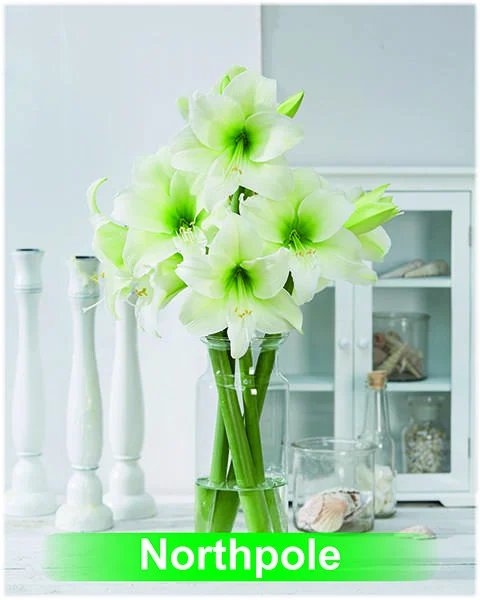 Northpole® amaryllis van Park Amaryllis — Park Amaryllis Northpole "The Amaryllis innovator" — foto 4