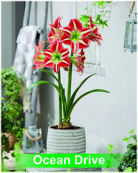 Ocean Drive® amaryllis van Park Amaryllis — Ocean Drive rood met wit gestreept van Park Amaryllis — foto 2