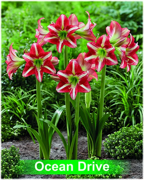 Ocean Drive® amaryllis van Park Amaryllis — Ocean Drive rood met wit gestreept van Park Amaryllis — foto 3
