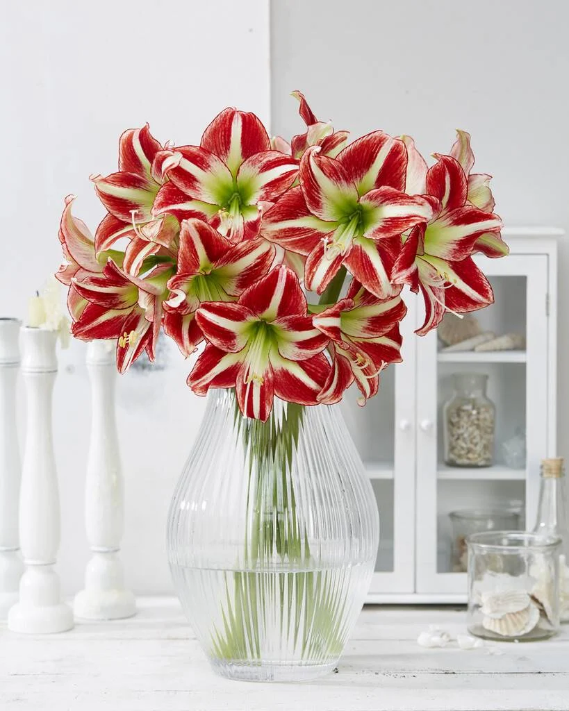 Ocean Drive® amaryllis van Park Amaryllis — Ocean Drive rood met wit gestreept van Park Amaryllis — foto 4