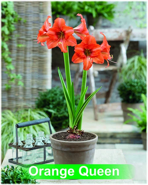 Orange Queen® amaryllis van Park Amaryllis — Orange Queen oranje amaryllis van Park Amaryllis — foto 2