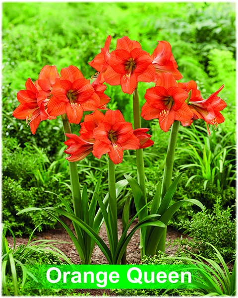 Orange Queen® amaryllis van Park Amaryllis — Orange Queen oranje amaryllis van Park Amaryllis — foto 3