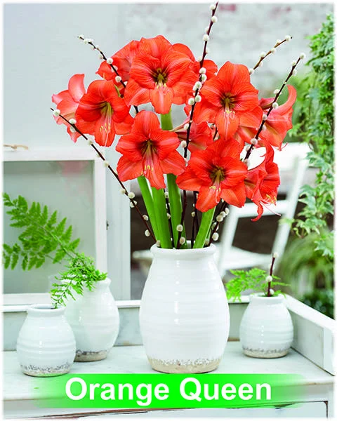 Orange Queen® amaryllis van Park Amaryllis — Orange Queen oranje amaryllis van Park Amaryllis — foto 4