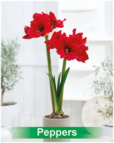 Peppers® amaryllis van Park Amaryllis — Peppers donker rode amaryllis van Park Amaryllis — foto 2