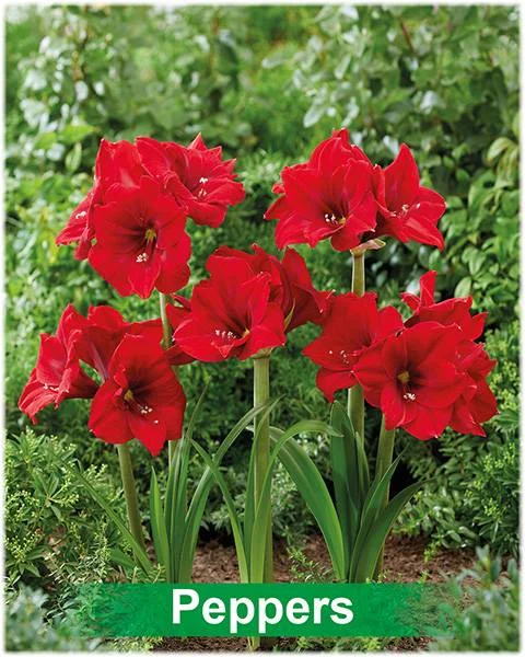 Peppers® amaryllis van Park Amaryllis — Peppers donker rode amaryllis van Park Amaryllis — foto 3