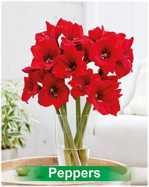 Peppers® amaryllis van Park Amaryllis — Peppers donker rode amaryllis van Park Amaryllis — foto 4