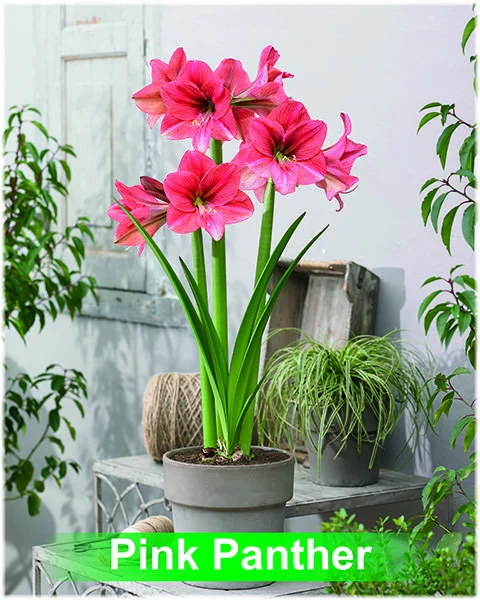 Pink Panther® amaryllis van Park Amaryllis — Park Amaryllis Pink Panther bloemen "The Amaryllis Innovator" — foto 2