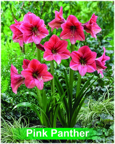 Pink Panther® amaryllis van Park Amaryllis — Park Amaryllis Pink Panther bloemen "The Amaryllis Innovator" — foto 3