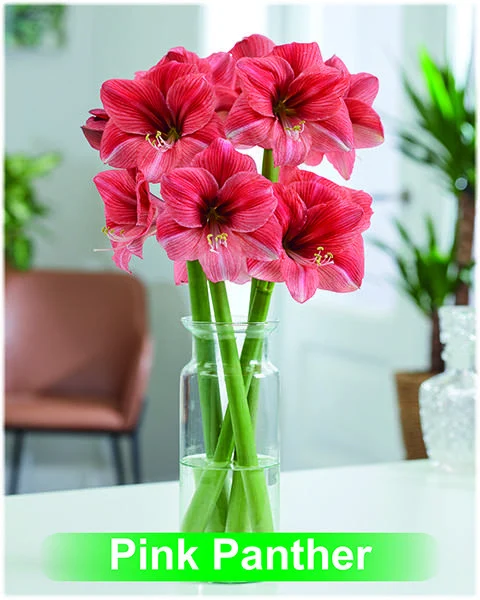 Pink Panther® amaryllis van Park Amaryllis — Park Amaryllis Pink Panther bloemen "The Amaryllis Innovator" — foto 4