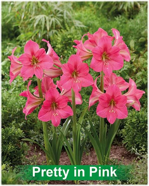 Pretty in Pink® amaryllis van Park Amaryllis — Pretty in Pink roze amaryllis van Park Amaryllis — foto 3