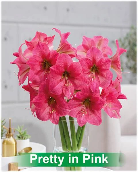 Pretty in Pink® amaryllis van Park Amaryllis — Pretty in Pink roze amaryllis van Park Amaryllis — foto 4
