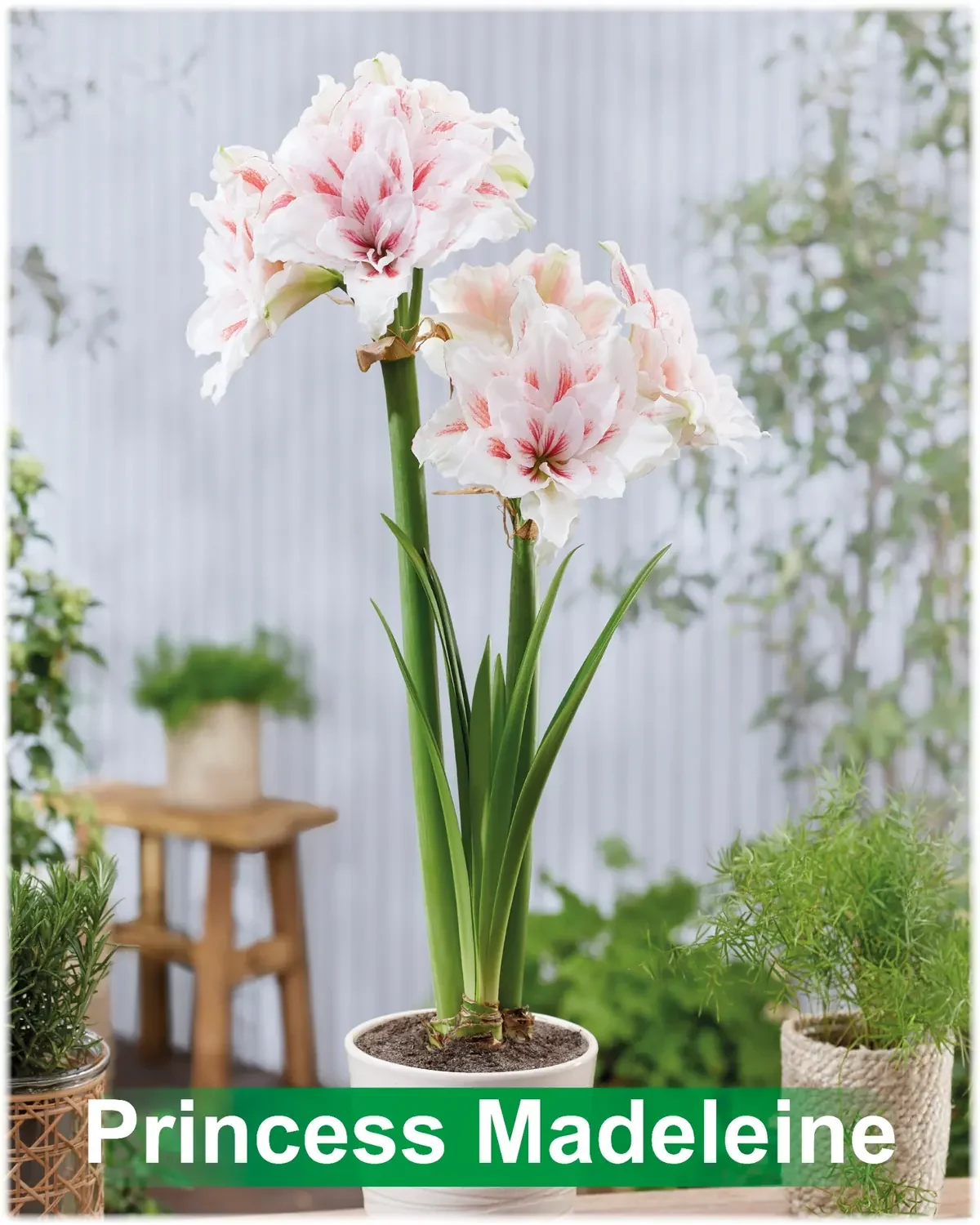 Princess Madeleine® amaryllis van Park Amaryllis — Princess Madeleine wit rood gestreepte amaryllis Park Amaryllis — foto 2