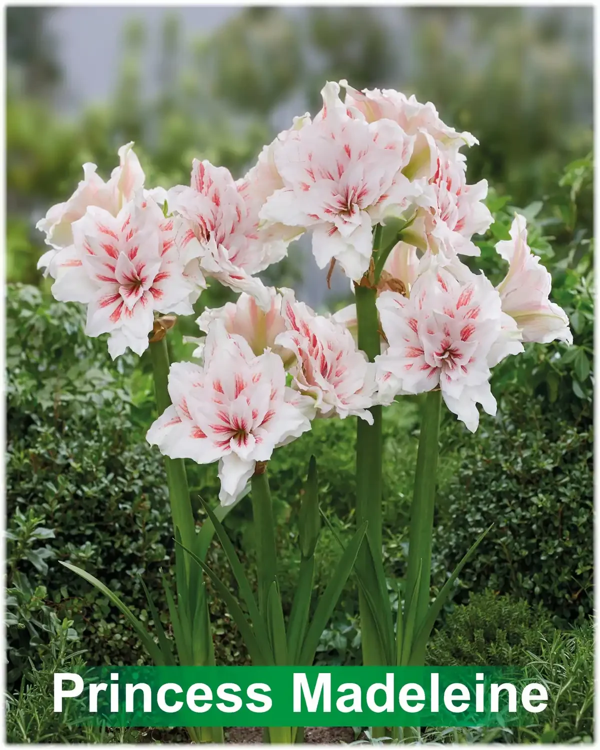 Princess Madeleine® amaryllis van Park Amaryllis — Princess Madeleine wit rood gestreepte amaryllis Park Amaryllis — foto 3