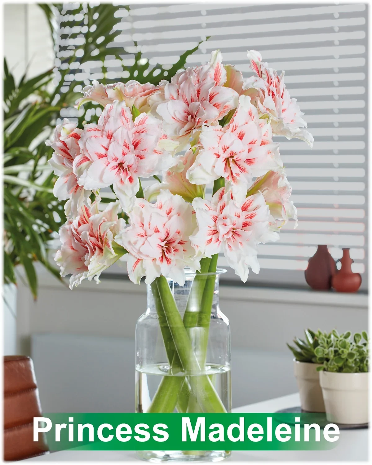 Princess Madeleine® amaryllis van Park Amaryllis — Princess Madeleine wit rood gestreepte amaryllis Park Amaryllis — foto 4