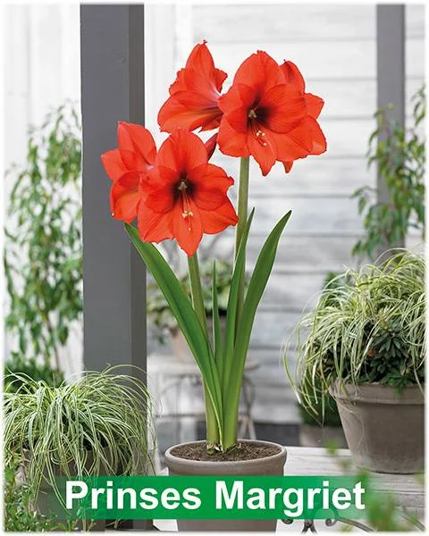 Prinses Margriet® amaryllis van Park Amaryllis — Park Amaryllis Prinses Margriet bloemen "The Amaryllis innovator" — foto 2