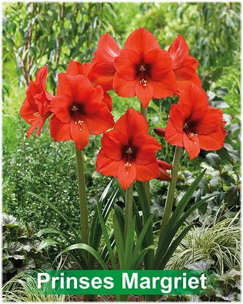 Prinses Margriet® amaryllis van Park Amaryllis — Park Amaryllis Prinses Margriet bloemen "The Amaryllis innovator" — foto 3