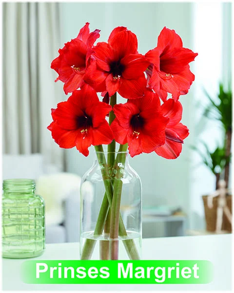 Prinses Margriet® amaryllis van Park Amaryllis — Park Amaryllis Prinses Margriet bloemen "The Amaryllis innovator" — foto 4