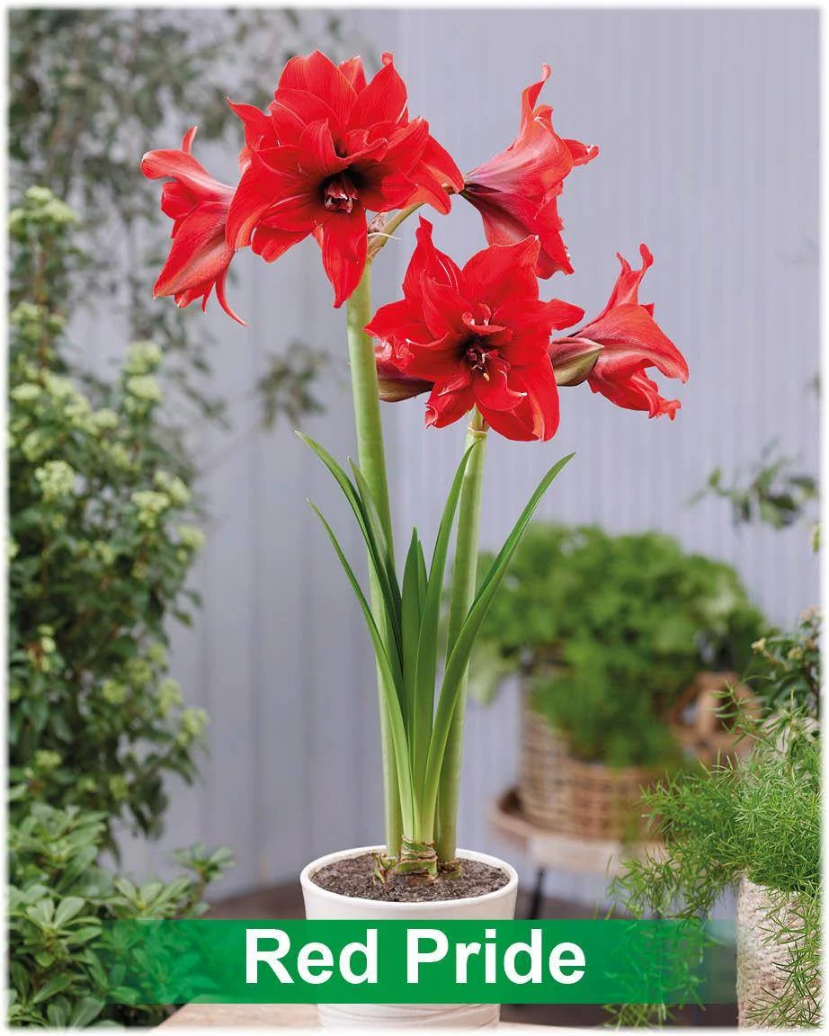 Red Pride® amaryllis van Park Amaryllis — Red Pride rode dubbelbloemige amaryllis van Park Amaryllis — foto 2