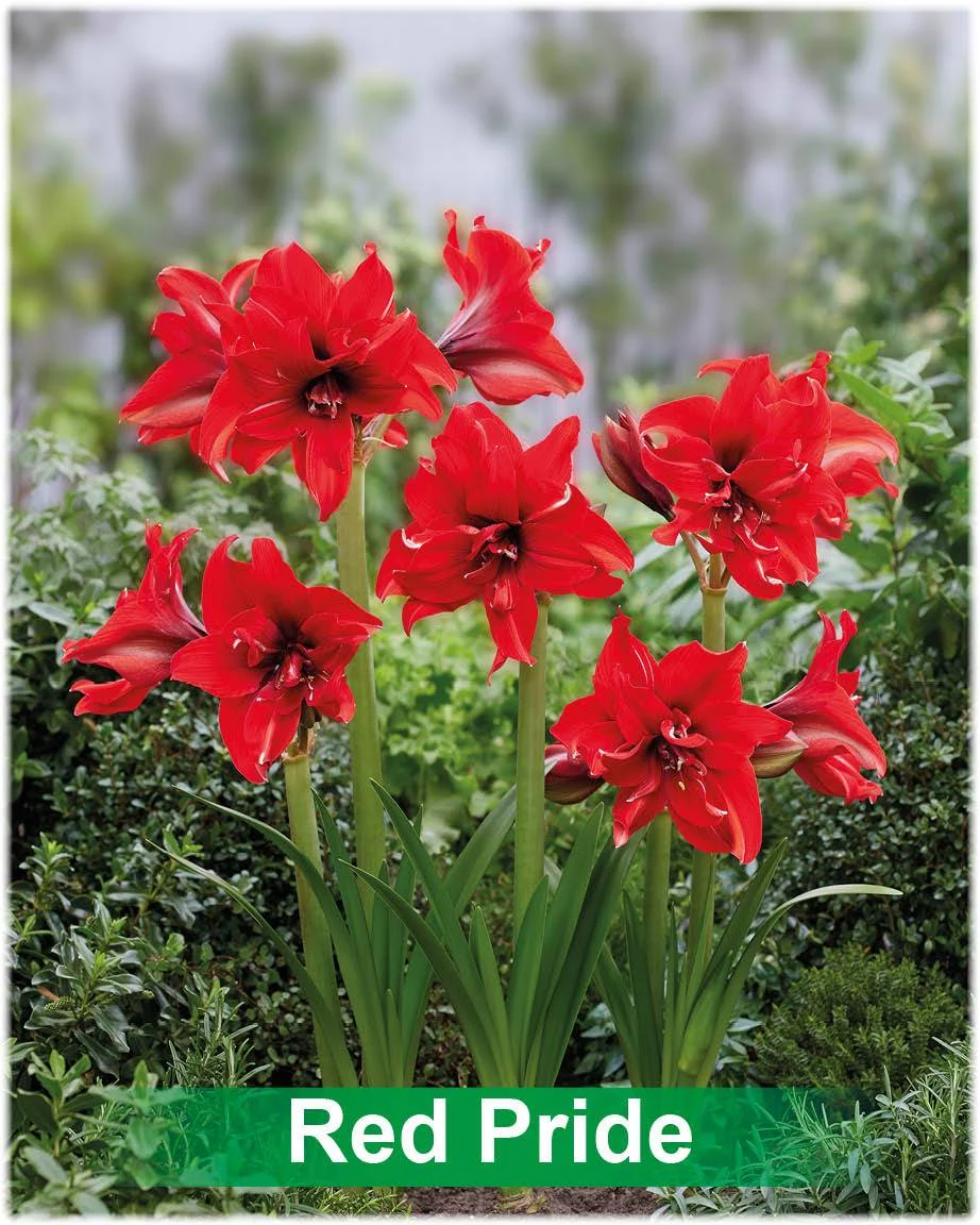 Red Pride® amaryllis van Park Amaryllis — Red Pride rode dubbelbloemige amaryllis van Park Amaryllis — foto 3