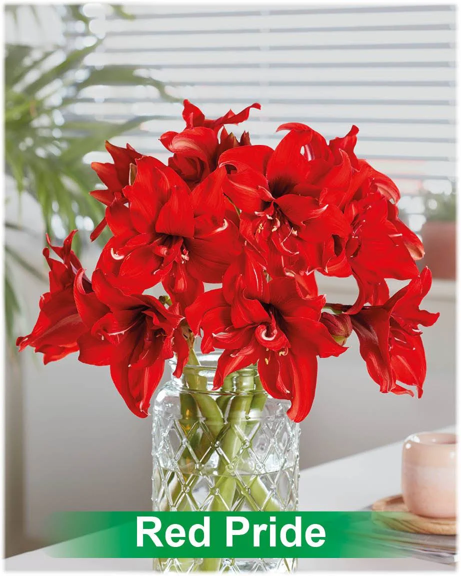 Red Pride® amaryllis van Park Amaryllis — Red Pride rode dubbelbloemige amaryllis van Park Amaryllis — foto 4