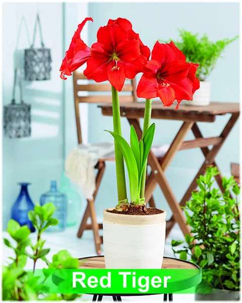Red Tiger® amaryllis van Park Amaryllis — Red Tiger rode amaryllis van Park Amaryllis — foto 2