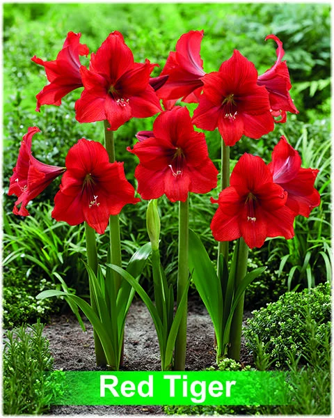 Red Tiger® amaryllis van Park Amaryllis — Red Tiger rode amaryllis van Park Amaryllis — foto 3