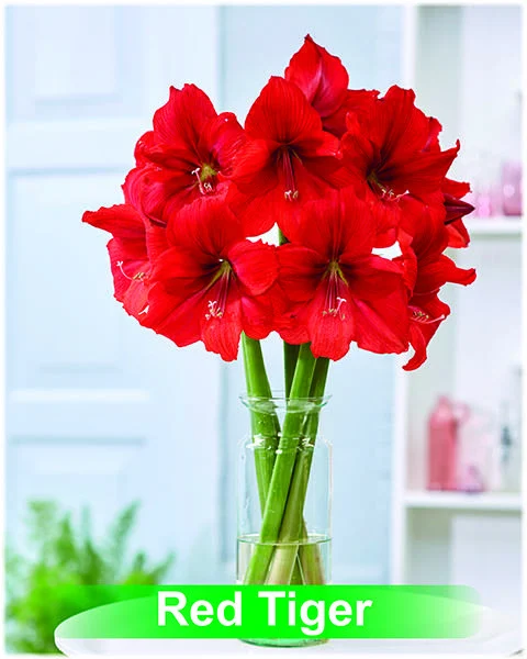 Red Tiger® amaryllis van Park Amaryllis — Red Tiger rode amaryllis van Park Amaryllis — foto 4