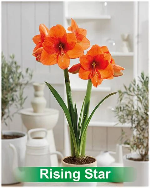 Rising Star® amaryllis van Park Amaryllis — Rising Star Rode enkelbloemige Amaryllis van Park Amaryllis — foto 2