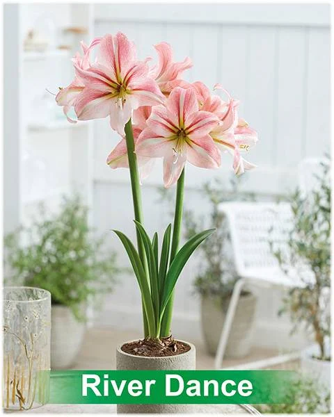 River Dance® amaryllis van Park Amaryllis — Park Amaryllis River Dance bloemen "The Amaryllis innovator" — foto 2