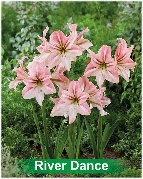 River Dance® amaryllis van Park Amaryllis — Park Amaryllis River Dance bloemen "The Amaryllis innovator" — foto 3
