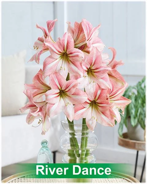 River Dance® amaryllis van Park Amaryllis — Park Amaryllis River Dance bloemen "The Amaryllis innovator" — foto 4