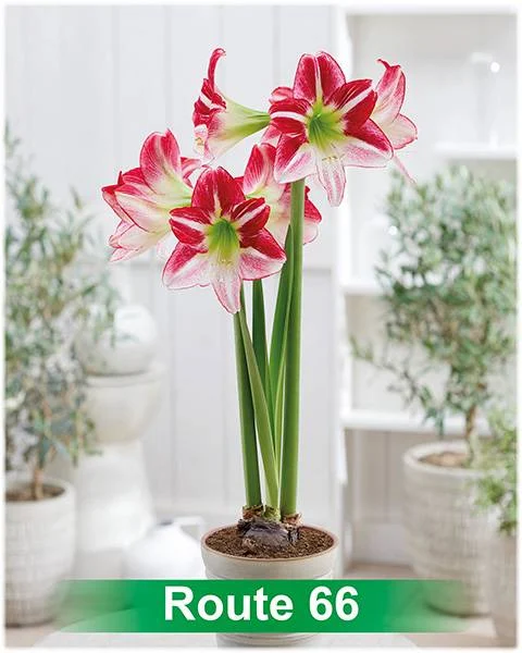 Route 66® amaryllis van Park Amaryllis — Route 66 rood met wit gestreepte amaryllis Park Amaryllis — foto 2