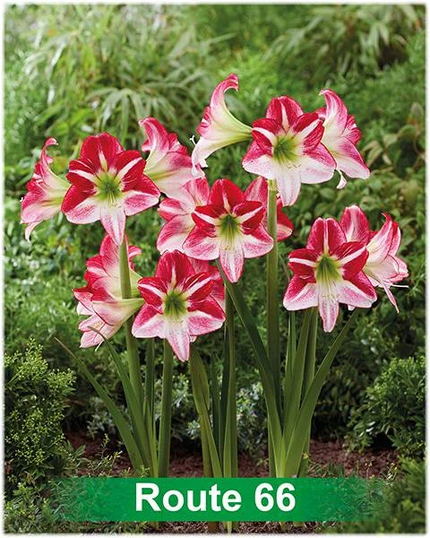 Route 66® amaryllis van Park Amaryllis — Route 66 rood met wit gestreepte amaryllis Park Amaryllis — foto 3