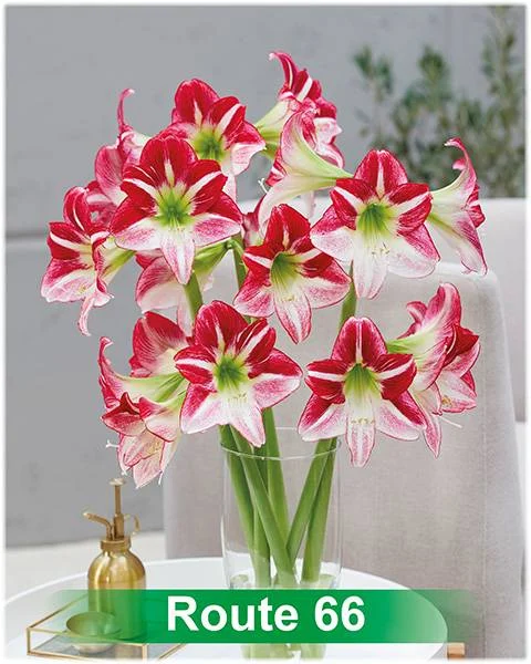 Route 66® amaryllis van Park Amaryllis — Route 66 rood met wit gestreepte amaryllis Park Amaryllis — foto 4