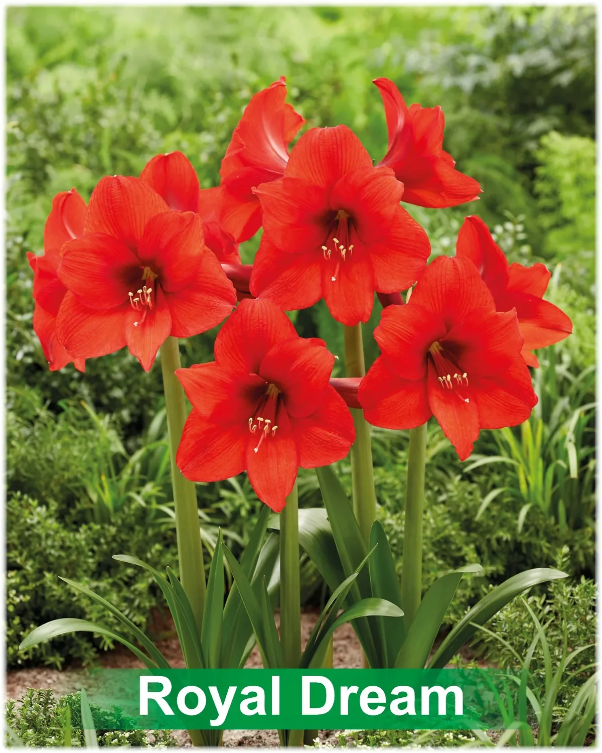 Royal Dream® amaryllis van Park Amaryllis — Royal Dream rode amaryllis van Park Amaryllis — foto 2