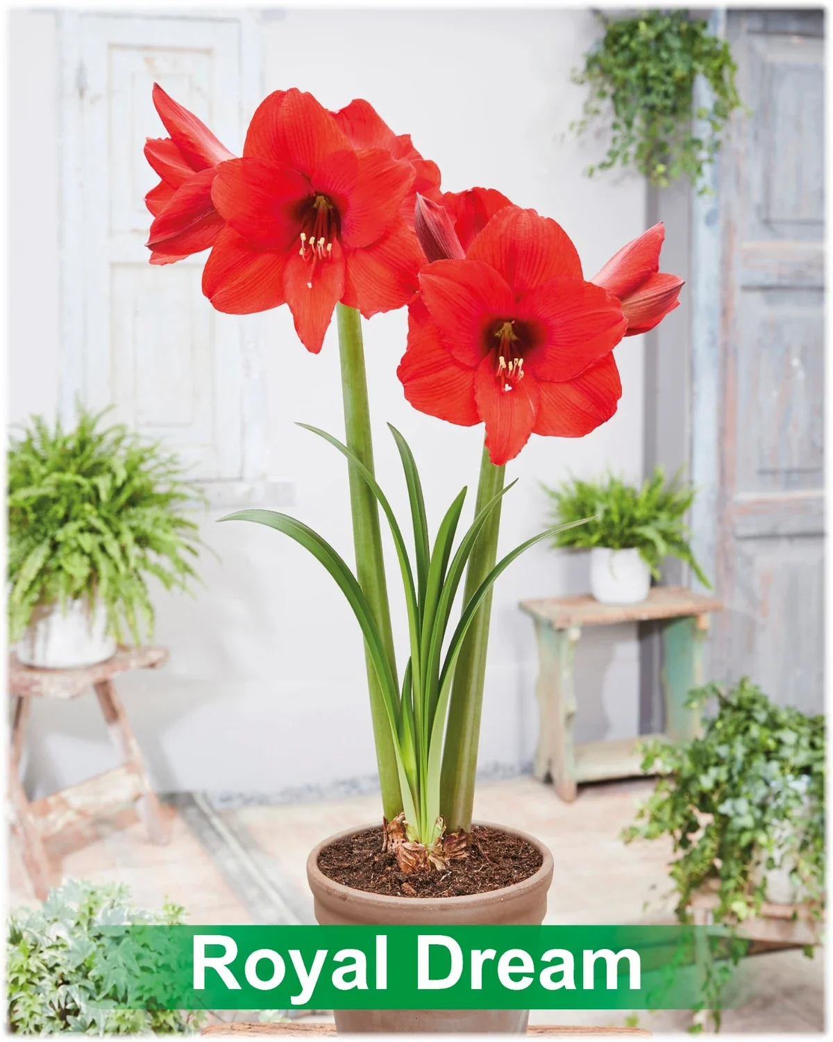 Royal Dream® amaryllis van Park Amaryllis — Royal Dream rode amaryllis van Park Amaryllis — foto 3