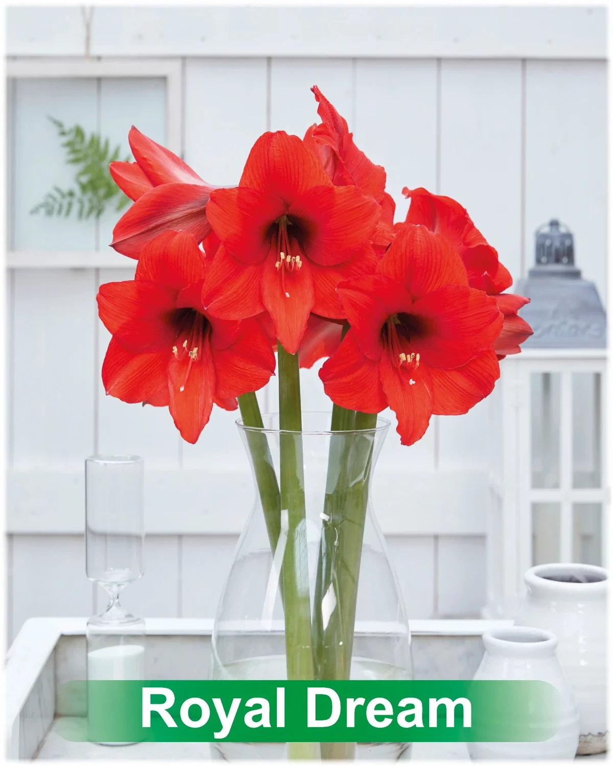 Royal Dream® amaryllis van Park Amaryllis — Royal Dream rode amaryllis van Park Amaryllis — foto 4