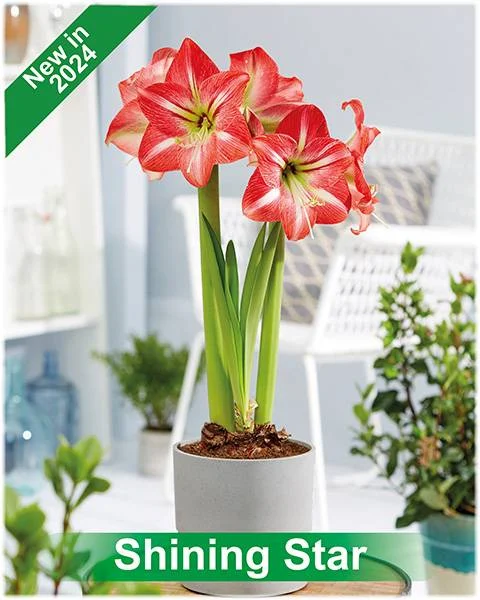 Shining Star® amaryllis van Park Amaryllis — Shining Star rood met wit gestreepte amaryllis Park Amaryllis — foto 2