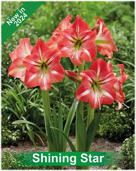 Shining Star® amaryllis van Park Amaryllis — Shining Star rood met wit gestreepte amaryllis Park Amaryllis — foto 3