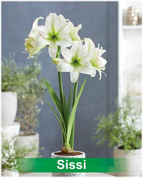 Sissi® amaryllis van Park Amaryllis — Sissi, wit met rode rand amaryllis van Park Amaryllis — foto 2