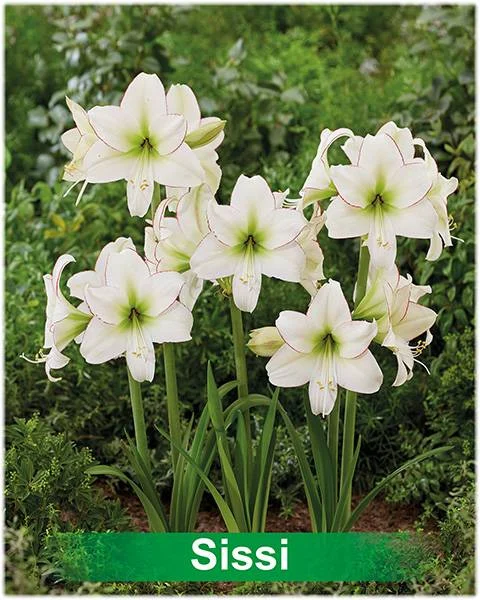 Sissi® amaryllis van Park Amaryllis — Sissi, wit met rode rand amaryllis van Park Amaryllis — foto 3