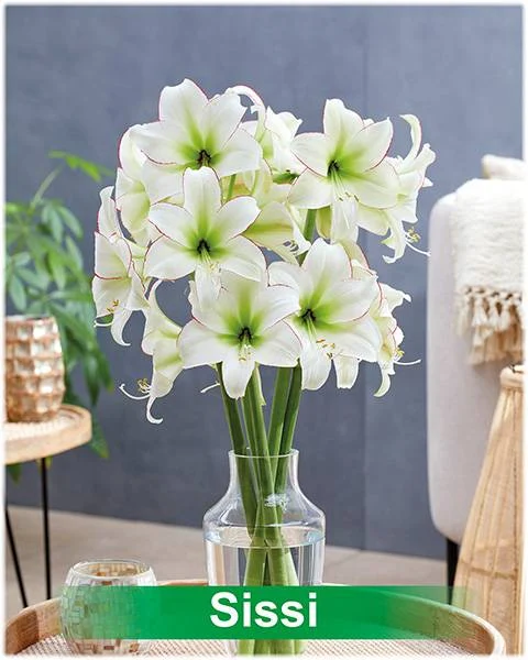 Sissi® amaryllis van Park Amaryllis — Sissi, wit met rode rand amaryllis van Park Amaryllis — foto 4
