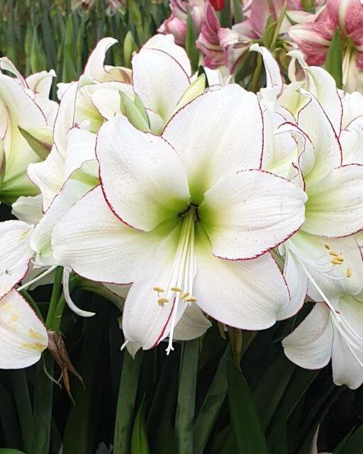 Sissi® amaryllis van Park Amaryllis — Sissi, wit met rode rand amaryllis van Park Amaryllis — foto 5