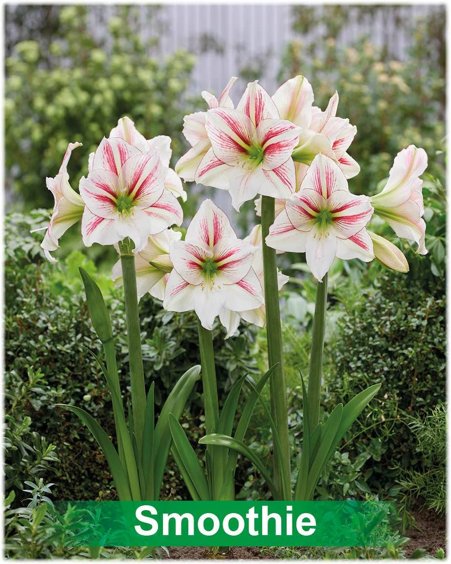 Smoothie® amaryllis van Park Amaryllis — Smoothie wit met rode amarylis van Park Amaryllis — foto 2
